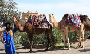 Mezouga Camels. Trek In Morocco.