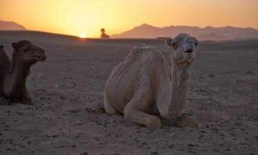 Zagora dunes on camels. Trekking tours of Morocco with Trek In Morocco.